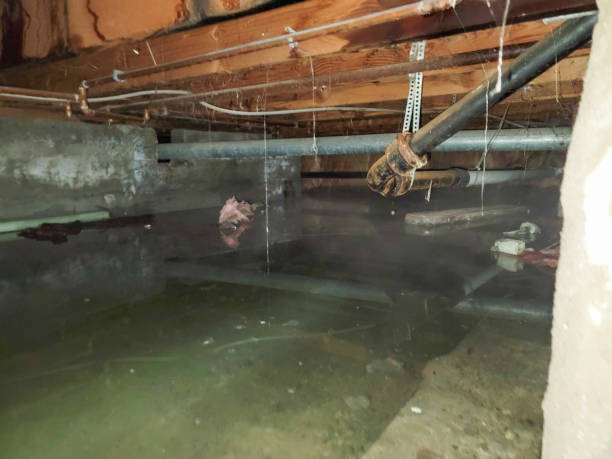Best 24/7 water damage repair  in Arcadia, SC