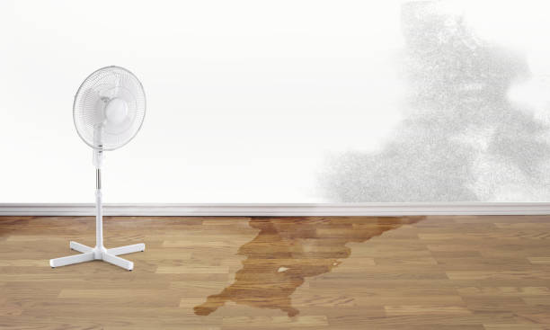 Best Water damage mitigation services  in Arcadia, SC